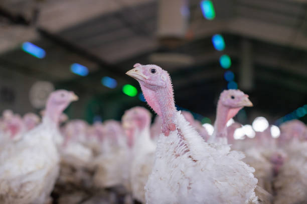 istock turkey farm. turkey close-up. turkey rearing concept 1459141526