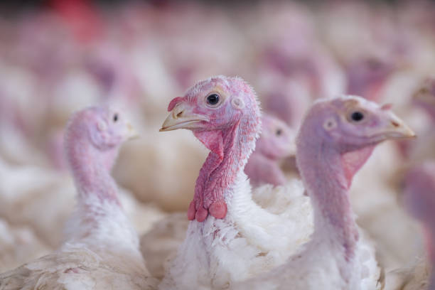 istock turkey farm. turkey close-up. turkey rearing concept 1459141529