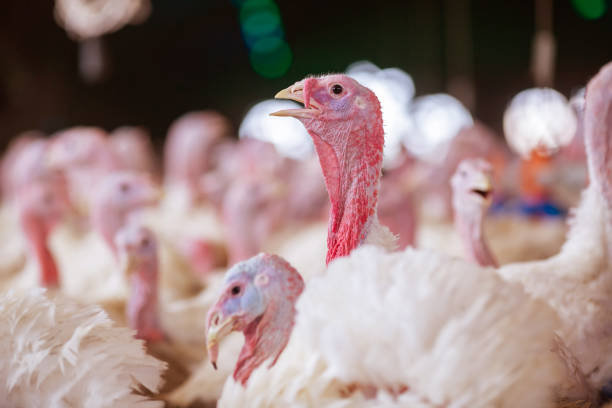 istock turkey farm. turkey close-up. turkey rearing concept 1459141534