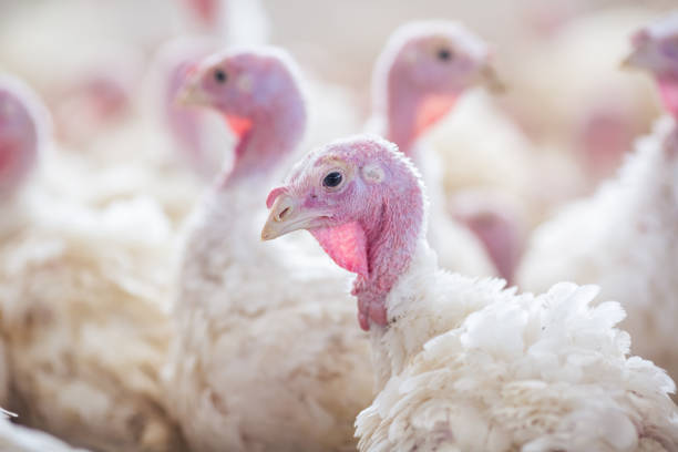 istock turkey farm. turkey close-up. turkey rearing concept 1459141538