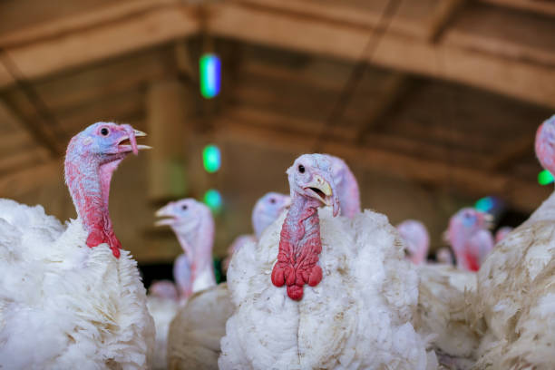 fattoria di tacchino. primo piano della turchia. concetto di allevamento del tacchino - turkey thanksgiving farm meal foto e immagini stock