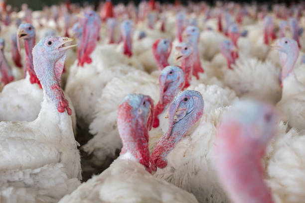 istock turkey farm. turkey close-up. turkey rearing concept 1459141553