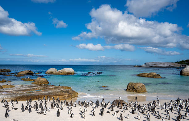 des manchots du cap africains sauvages rentrent chez eux à la célèbre plage de boulders à l’extérieur du cap, en afrique du sud - table mountain afrique du sud photos et images de collection