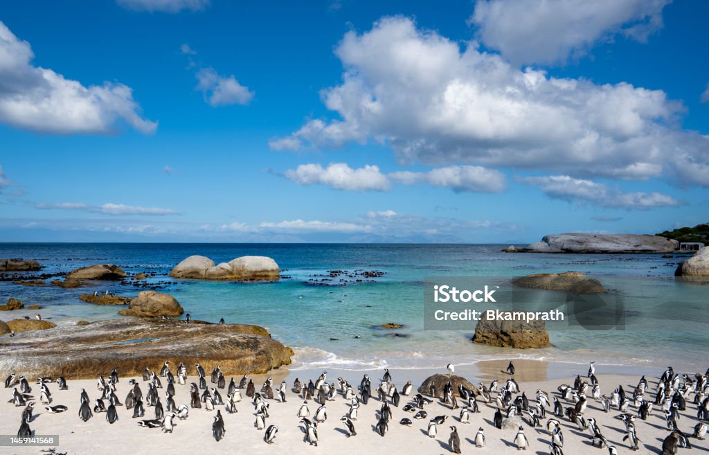 Wild African Cape Penguins Returning Home at the Famous Boulders Beach Outside Cape Town, South Africa The famous Boulders Penguin Colony in Simons Town is home to an adorable and endangered land-based colony of African Penguins. This colony is one of only a few in the world, and the site has become famous and a popular international tourist destination. South Africa Stock Photo