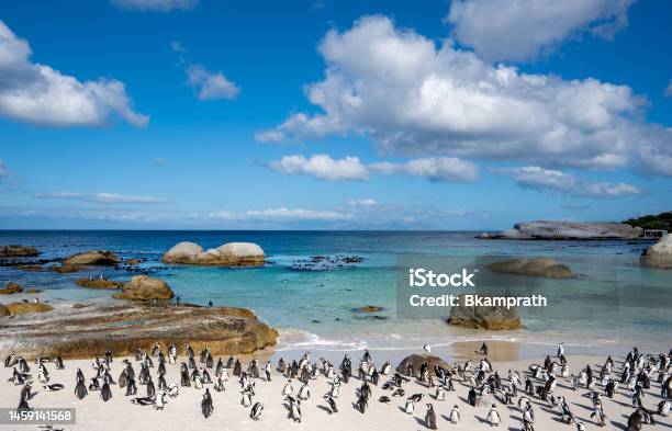 Wild African Cape Penguins Returning Home At The Famous Boulders Beach Outside Cape Town South Africa Stock Photo - Download Image Now
