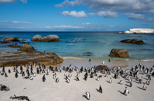 African Penguins sunning themselves on the rocks