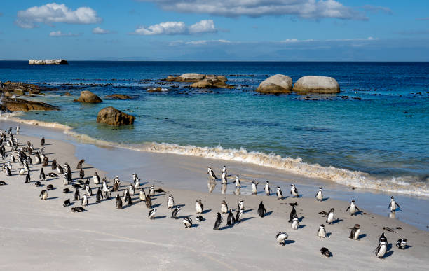 pinguins africanos selvagens do cabo retornando para casa na famosa praia de pedregulhos nos arredores da cidade do cabo, áfrica do sul - cape town jackass penguin africa animal - fotografias e filmes do acervo