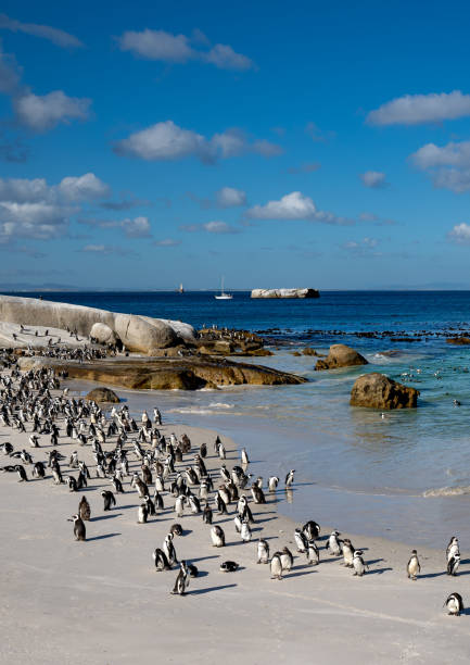 wild african cape penguins returning home at the famous boulders beach outside cape town, south africa - cape town jackass penguin africa animal imagens e fotografias de stock