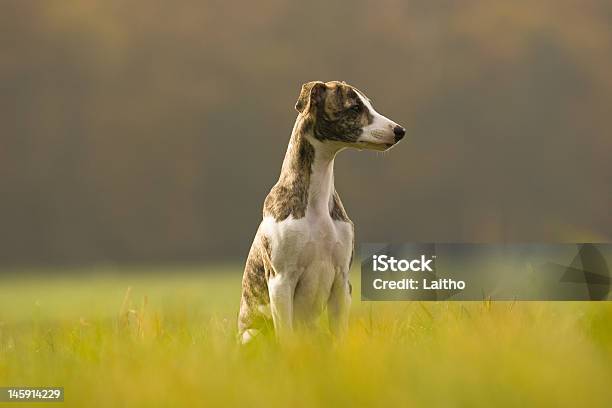 Photo libre de droit de Whippet Chiot banque d'images et plus d'images libres de droit de Whippet - Whippet, Activité, Agilité