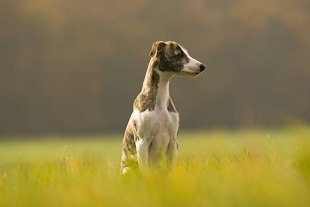 уиппет щенок - whippet стоковые фото и изображения