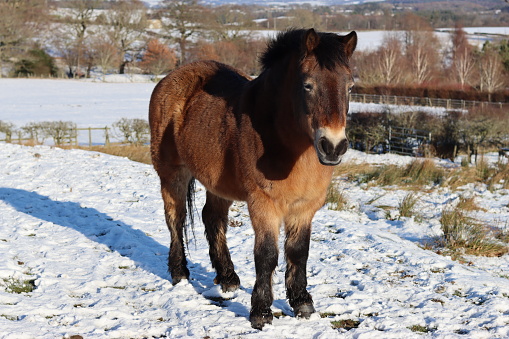 Exmoor pony with a brown coat standing in sunshine in a winter landscape