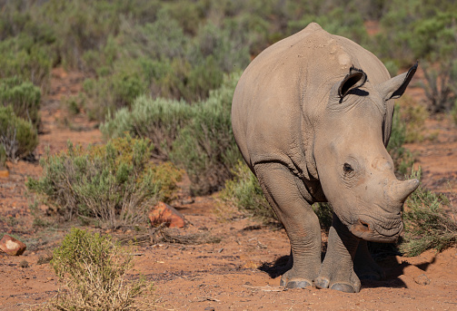 Young wild white rhinoceros lazing about during the warm summer, wet, season which provides an abundance of rich green grass for the herbivores.