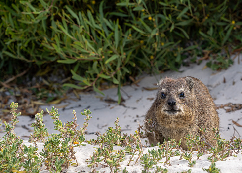 Wild Hyrax or Dassie at the Famous Boulders Beach Outside Cape Town, South Africa