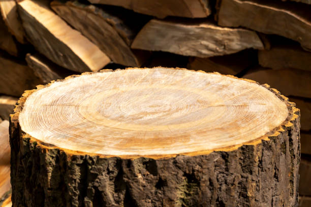 istock A log for chopping firewood, a podium for products 1459142919