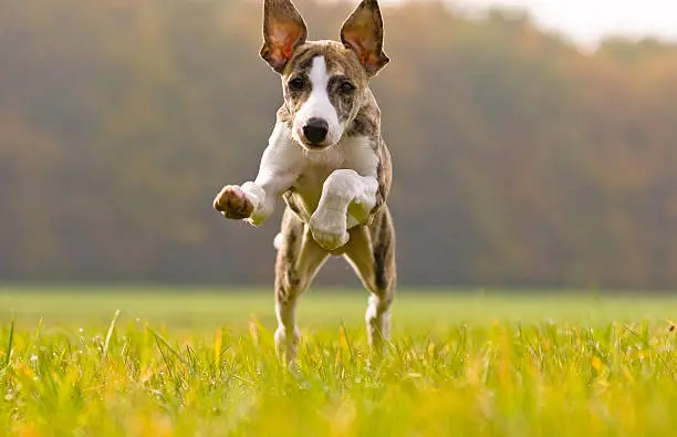 whippet puppy playing