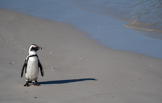 The famous Boulders Penguin Colony in Simons Town is home to an adorable and endangered land-based colony of African Penguins. This colony is one of only a few in the world, and the site has become famous and a popular international tourist destination.