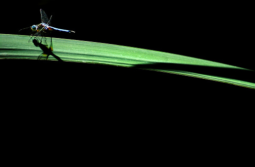Dragonfly on a leaf in sunlight in SAN ANTONIO, Texas