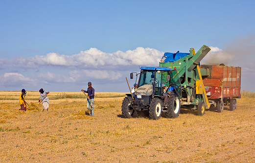 Kırşehir, Turkey - July 24, 2021: Unidentified Turkish people who is farm worker wearing traditional clothes in steppe with a small tractor in kırşehir turkey. They are harvesting the lentil on field in summer time.