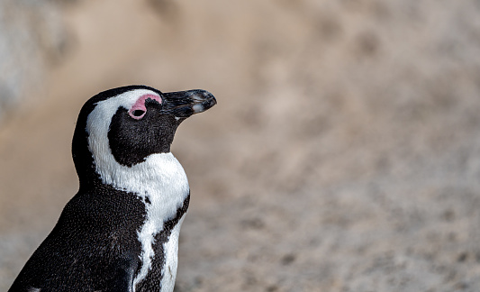 The famous Boulders Penguin Colony in Simons Town is home to an adorable and endangered land-based colony of African Penguins. This colony is one of only a few in the world, and the site has become famous and a popular international tourist destination.