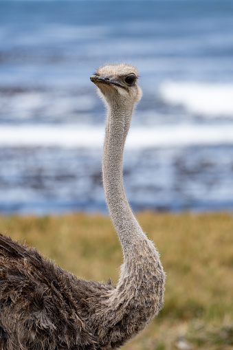 Wild Ostrich in the beautiful and dramatic scenery of Cape Point Nature Reserve on the Cape Peninsula outside Cape Town, South Africa.