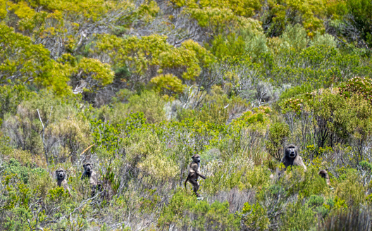Troop of chacma baboons in the beautiful and dramatic scenery of Cape Point Nature Reserve on the Cape Peninsula outside Cape Town, South Africa.