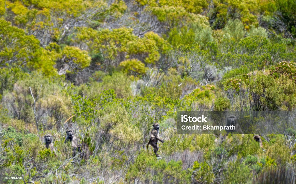 Troop of Chacma Baboons in the Beautiful Scenery of Table Mountain National Park's Cape Point Nature Reserve on the Cape Peninsula Outside Cape Town, South Africa Troop of chacma baboons in the beautiful and dramatic scenery of Cape Point Nature Reserve on the Cape Peninsula outside Cape Town, South Africa. Africa Stock Photo