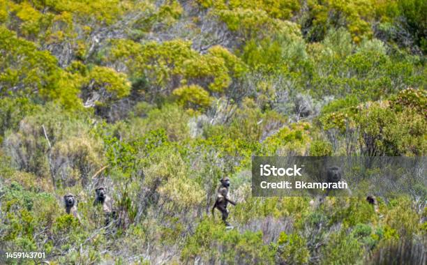 Troop Of Chacma Baboons In The Beautiful Scenery Of Table Mountain National Parks Cape Point Nature Reserve On The Cape Peninsula Outside Cape Town South Africa Stock Photo - Download Image Now