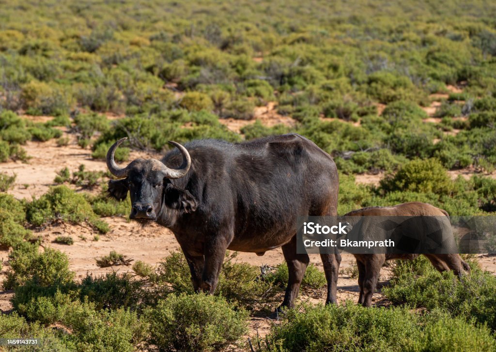 Mother and Calf Cape Buffalo Lazing About During the Summer in Beautiful South Africa Mother and calf Cape Buffalo lazing about during the warm summer, wet, season which provides an abundance of rich green grass for the herbivores. Africa Stock Photo