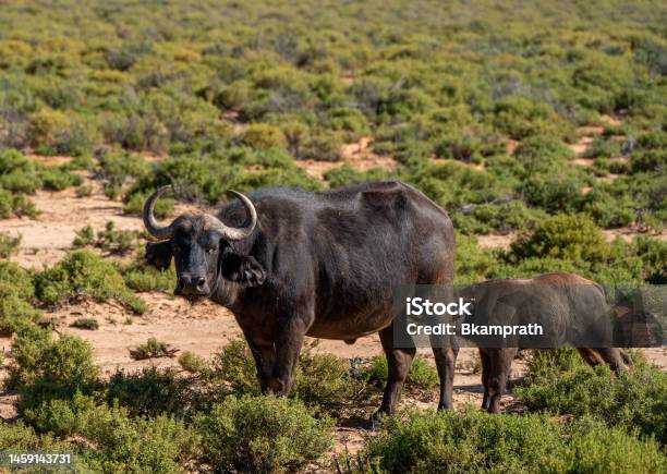 Mother And Calf Cape Buffalo Lazing About During The Summer In Beautiful South Africa Stock Photo - Download Image Now