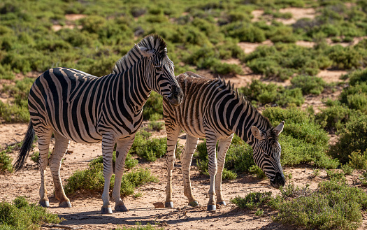 Mother and foal zebra grazing  during the warm summer, wet, season which provides an abundance of rich green grass for the herbivores.