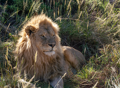 Wild male lion in South Africa during the summer, wet, season which provides an abundance of rich green grass for the herbivores and subsequently for the predators.