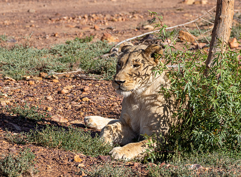a Lioness searches for prey in Southern Africa