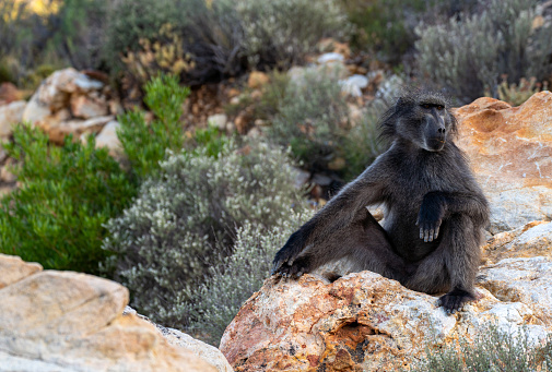 Troop of wild chacma baboons relaxing on boulders during the heat of the summer in beautiful South Africa.