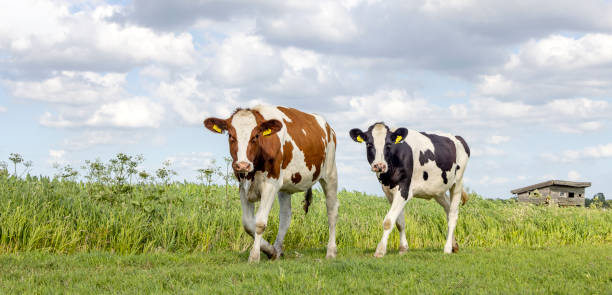 Two cows walking towards in a field, side view and bicolored red and black and white, full length milk cattle, a blue sky