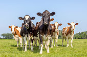 Cows in a group together in a field, looking at the camera, happy and joyful and a blue sky