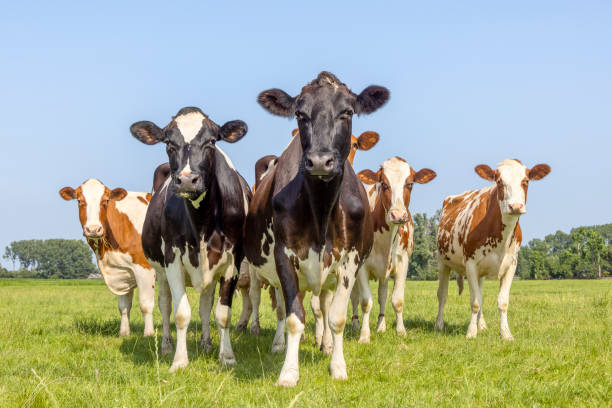 Cows in a group together in a field, looking at the camera, happy and joyful and a blue sky stock photo