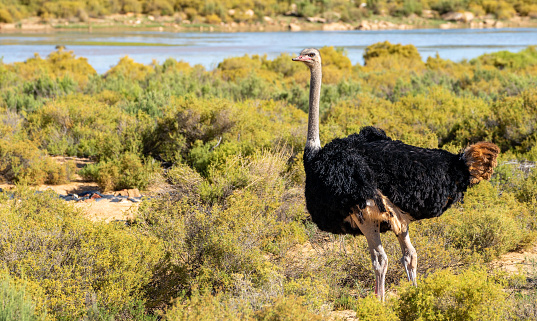 Wild Ostrich searching for food during the warm summer, wet, season which provides an abundance of rich green grass for the herbivores.