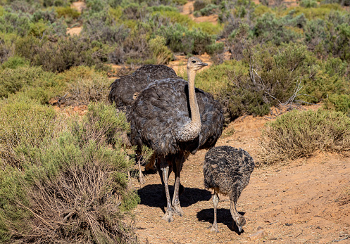 Wild Ostrich family searching for food during the warm summer, wet, season which provides an abundance of rich green grass for the herbivores.