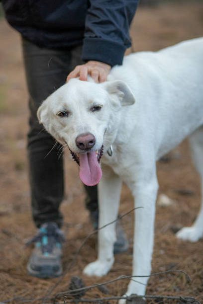 istock Outdoor with Pet 1459144941