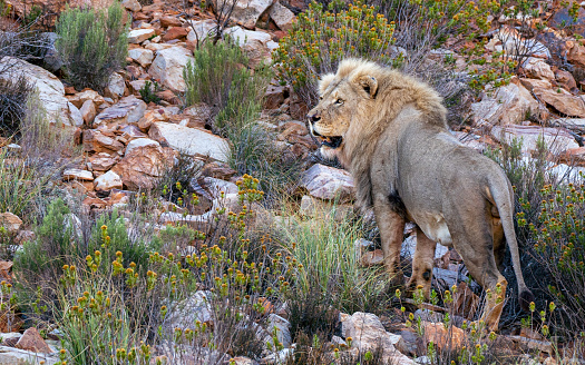 Wild male lion in South Africa during the summer, wet, season which provides an abundance of rich green grass for the herbivores and subsequently for the predators.