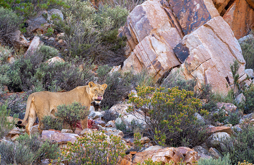 Wild female lion in South Africa during the summer, wet, season which provides an abundance of rich green grass for the herbivores and subsequently for the predators.