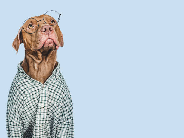 istock Lovable, pretty brown puppy. Isolated background. Closeup 1459145263
