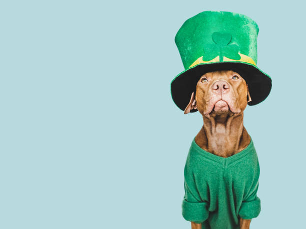 istock Puppy and a bright green leprechaun hat 1459145409