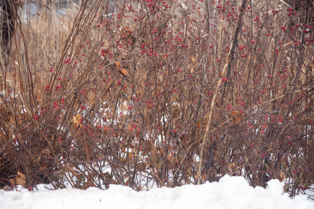 istock Landscape of a brush in nature 1459145703