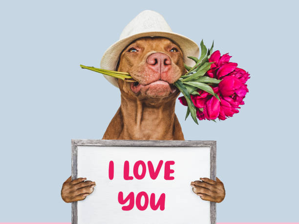 istock Lovable puppy and a bouquet of flowers 1459146607