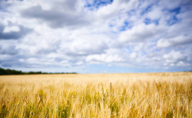 Tranquil view of crops growing on agricultural landscape against sky stock photo