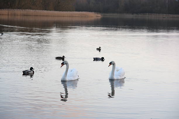 Swan Lake - fotografia de stock
