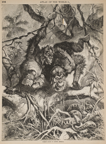 Gorilla and baby - Anatomy engraving 1883