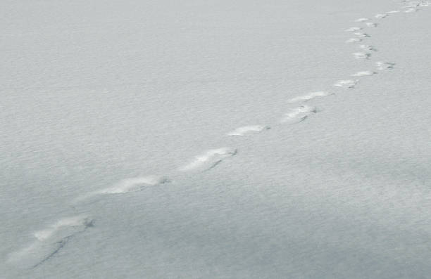 Traces on snow stock photo