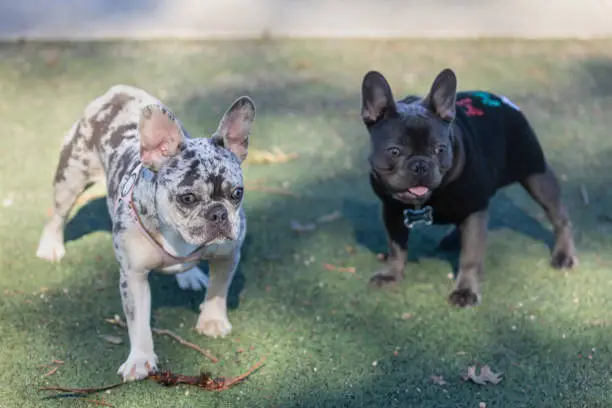 Blue-Merle and Blue French Bulldogs Socializing. Off-leash dog park in Northern California.